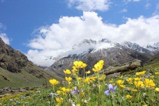 Flowers of Valley Trek